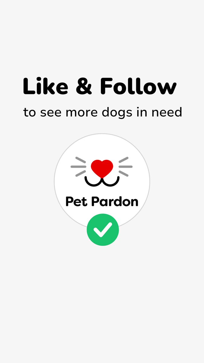 pet_pardon's tweet photo. Tofu is a 3 year old couch potato who is leash and potty trained. He's friendly, affectionate, and weighs 7lbs of mostly fluff!
https://t.co/Mt6tVUAkdu
#instadogs #dogrescue #animalrescue #petpardon #sharetosavealife #seenequalssaved #ittakesavillage #nokillapp #adoptdontshop https://t.co/U8UBBwfSs9