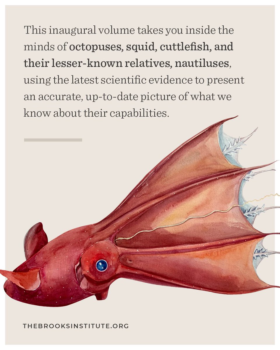 brooksarlp's tweet photo. Cephalopod Cognition and Sentience, the inaugural report of the Living Bibliography Project is now available. 

Cephalopod Report: https://t.co/AafqnvMN6r

More on Living Bib Project: https://t.co/mGoFVOZJY8

#theBrooksInstitute #livingbibliography #cephalopods #animallaw https://t.co/iaabDMkhI0