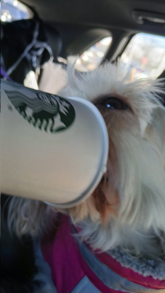 Inkonic1's tweet photo. Her first pup cup. I think she likes it. https://t.co/qzztdqBrDG