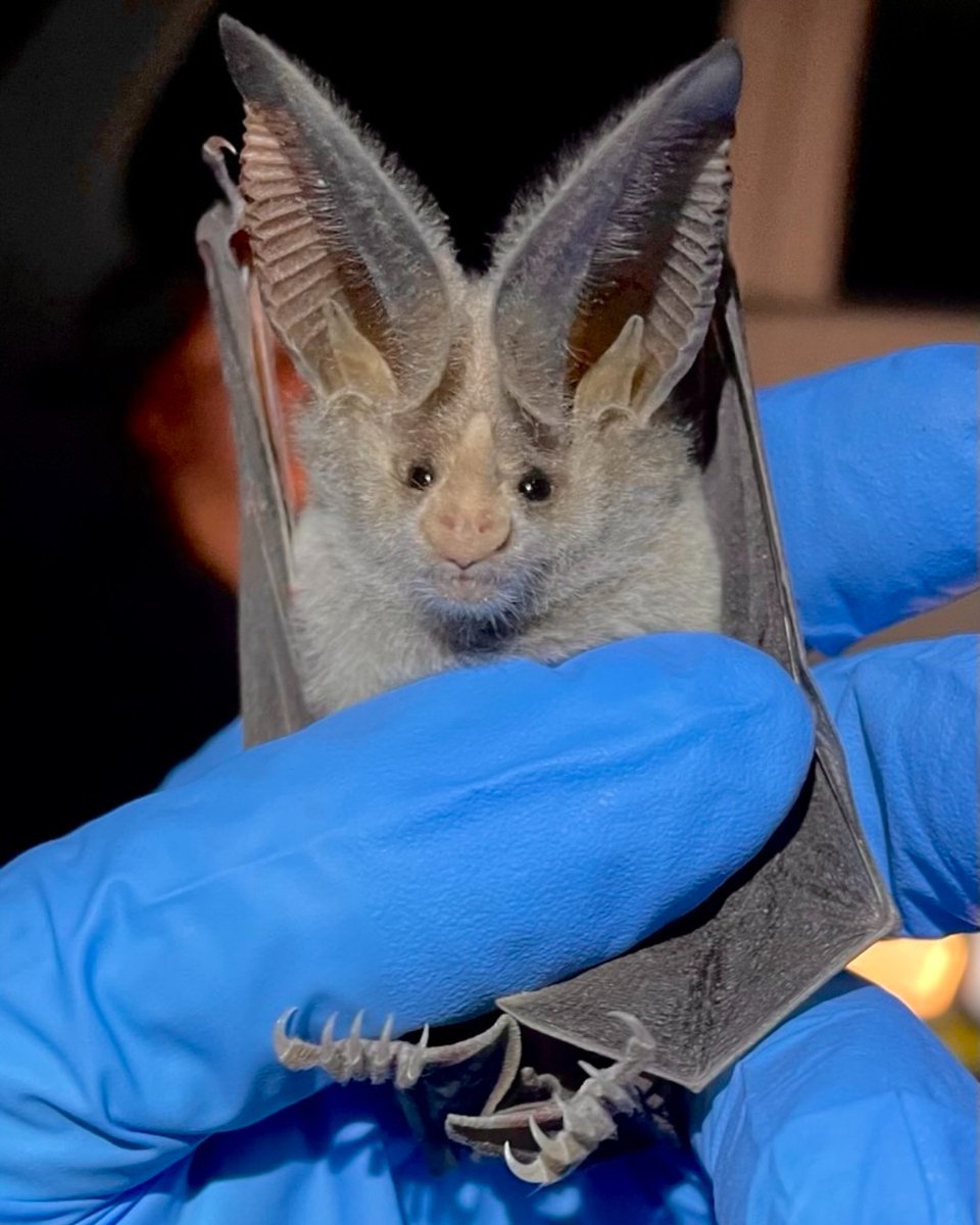 BCI recently supported a bat survey with Bureau of Land Management, USGS, and California Department of Conservation to help determine if 𝘔𝘢𝘤𝘳𝘰𝘵𝘶𝘴 𝘤𝘢𝘭𝘪𝘧𝘰𝘳𝘯𝘪𝘤𝘶𝘴 are being impacted by solar development in California deserts.🌵
📷 Kathleen Slocum