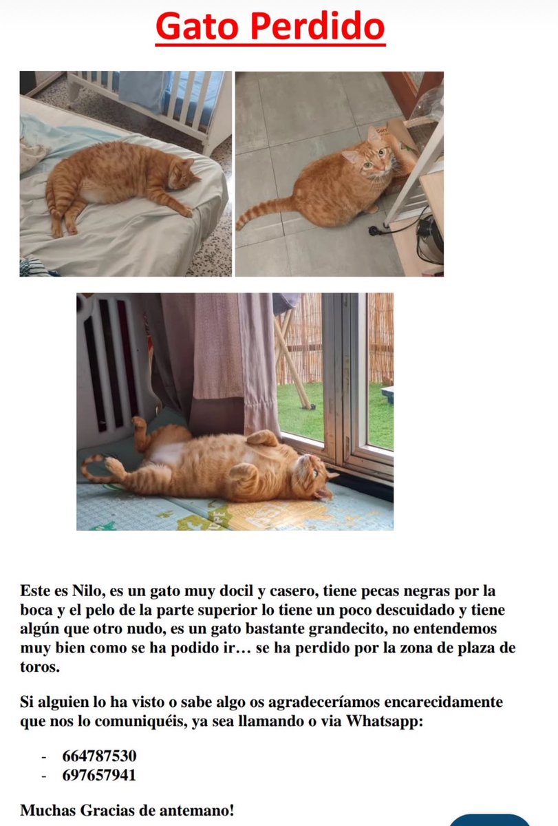Hola, se ha perdido el gatito de mi primo.
Es en Palma de Mallorca. Si podéis compartir nos haceis un favorazo🤍🤍🤍🤍