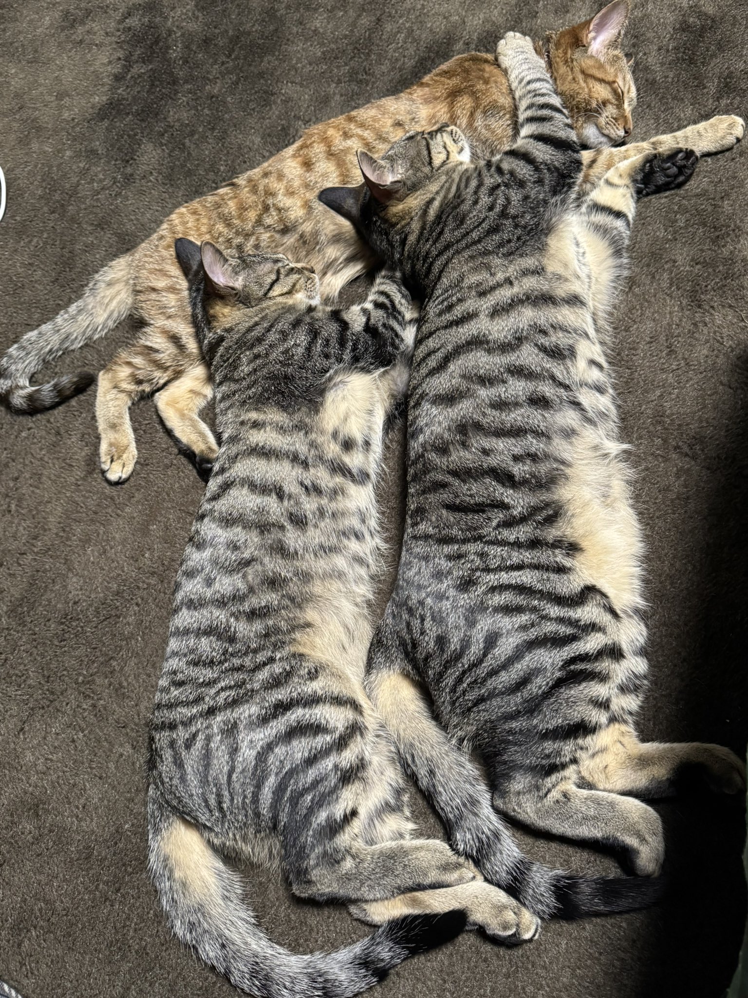 酒田ねこページ♡⃜ ねこのひ - Cerca / X