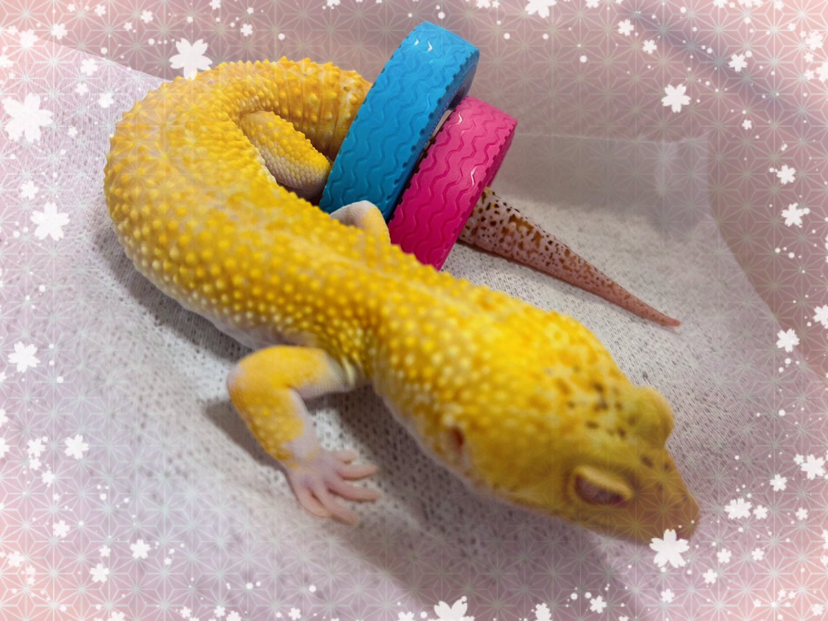 おはようレオくん🦎
新しいおもちゃ🛞うまいこと入ってすり抜けて行った🤣🤣
#レオパードゲッコー
#ヒョウモントカゲモドキ