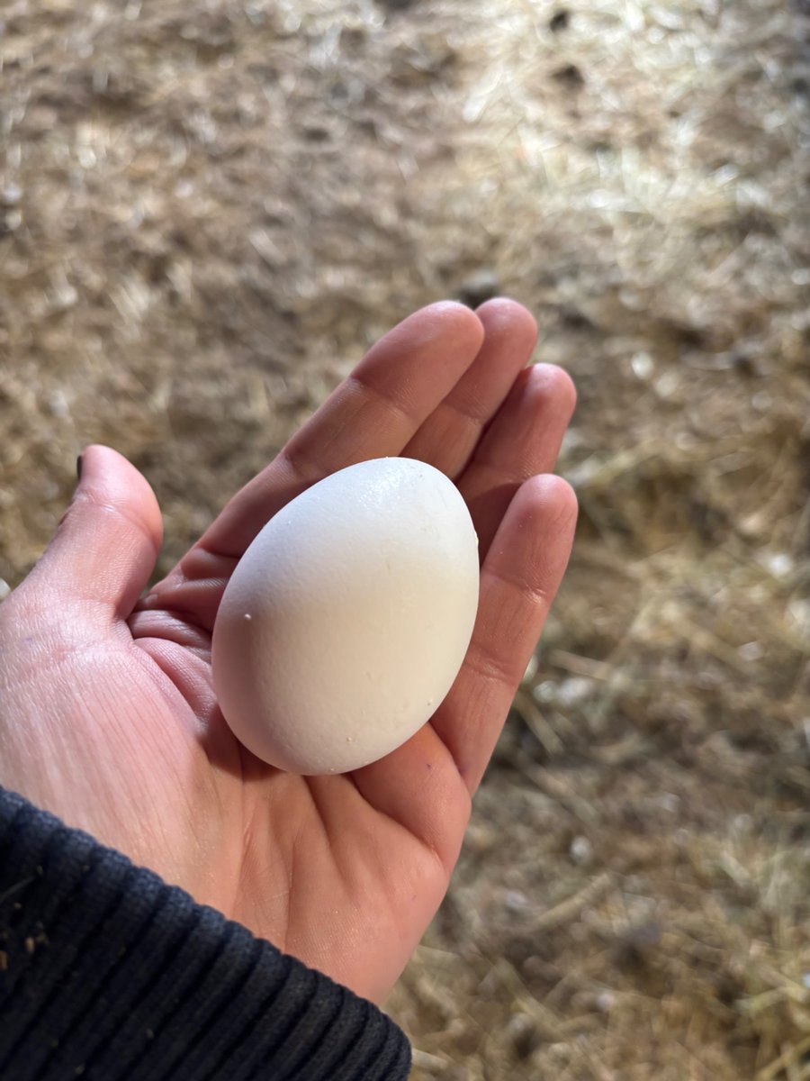 Despite it being in the low -30°s the past couple weeks, the hens are noticing the longer days!