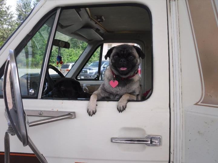 jpst78's tweet photo. @Phil_Sledge Spot ready to go road tripping https://t.co/v4wjKcxFbY