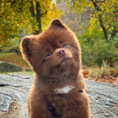 KOB24net's tweet photo. I want to tell you why, out of all the meme coins, I have chosen $BERT. It’s because $BERT has a very active team, a great community, and, most importantly, the $BERT project is about helping and supporting thousands of dogs around the world. That’s why I consider this project to be a noble and significant humanitarian effort. Additionally, the $BERT team creates many beautiful images and videos daily, which makes it stand out from all other coins. That’s why I say you should choose $BERT too—it’s the future.