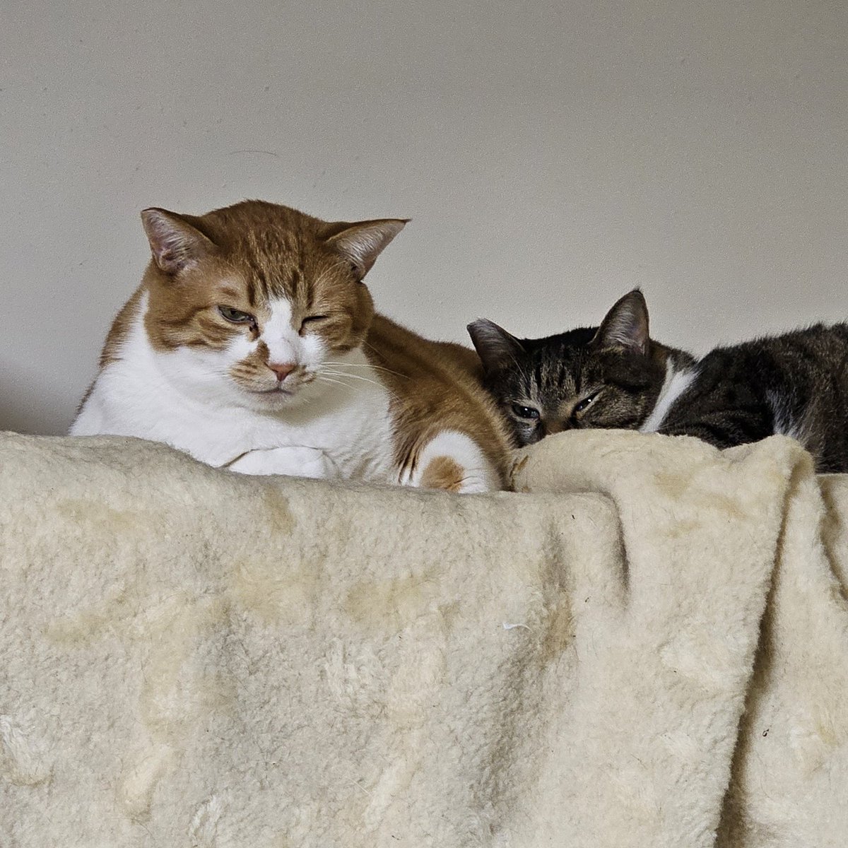 cats_ararnr's tweet photo. 猫の日なので撮り溜めていた仲良しきょうだいシリーズを🐱🐱

 #猫の日  #ねこの日  #猫の日2025  #猫のいる幸せ  #猫写真  #Cat  #猫好きさんと繋がりたい https://t.co/UDwAPKuFHM