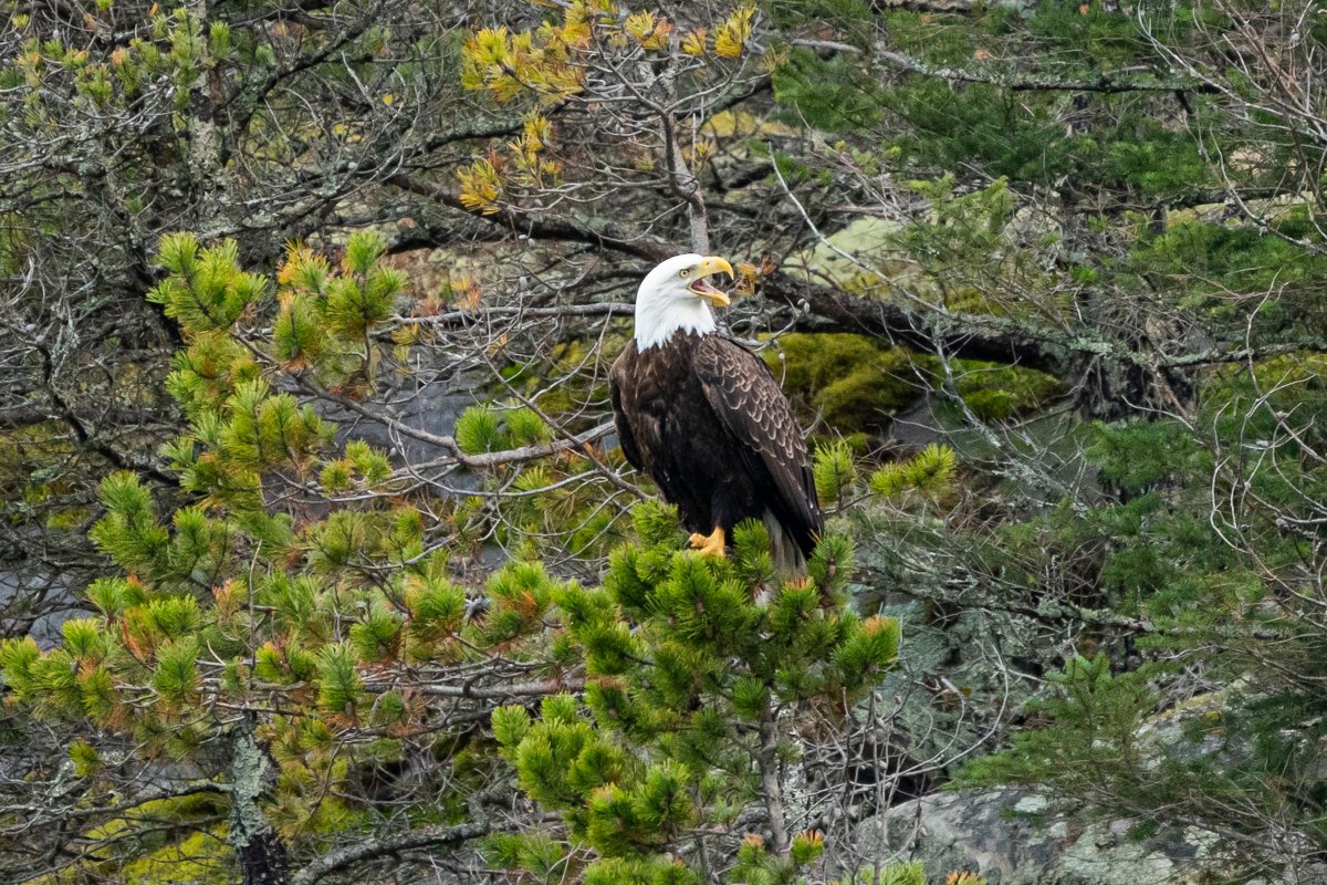 Woodfibre LNG is committed to wildlife protection and minimizing human-wildlife interactions.

Learn more about our efforts to safeguard nature and wildlife around the facility: ow.ly/mXAP50V4GNx.
#WildlifeProtection