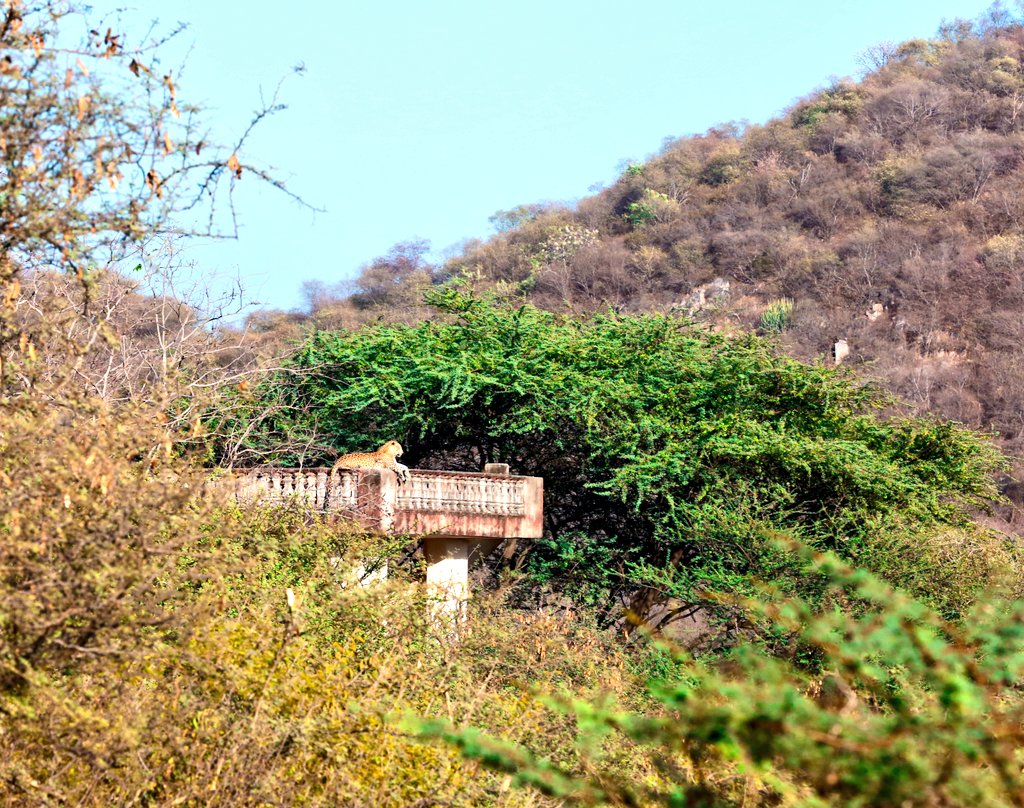 PantheraTrails's tweet image. Strength isn’t spoken, it’s seen. 🖤🐆 

#AlphaMode
#SafariWithPantheraTrails

#WildlifeAdventures #Leopard #Panther #Tiger #Lion #BigCats #PantheraTrails #jhalanaforest #Jhalana #amagarh #ranthambore #jaipur #rajasthanwildlife #ThePhotoHour #TwitterBirds #Rajasthan