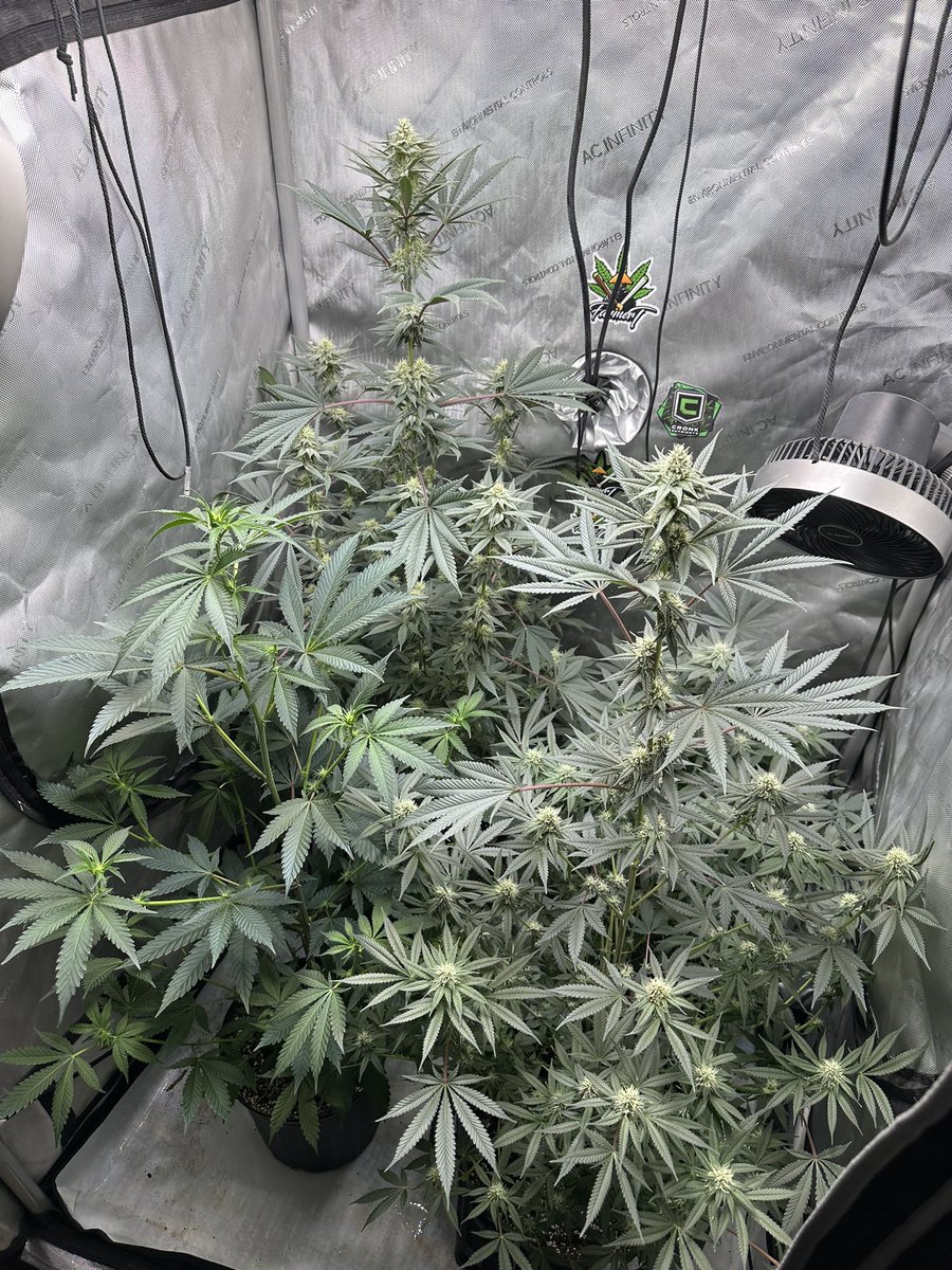 My MIAMI MENACE from <a href="/SolfireGardens/">Solfire Gardens</a> in the back praying the hardest!