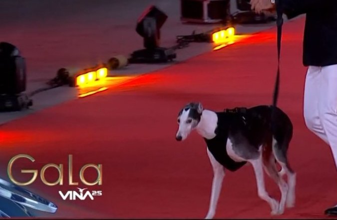 Frank Austin tweet media