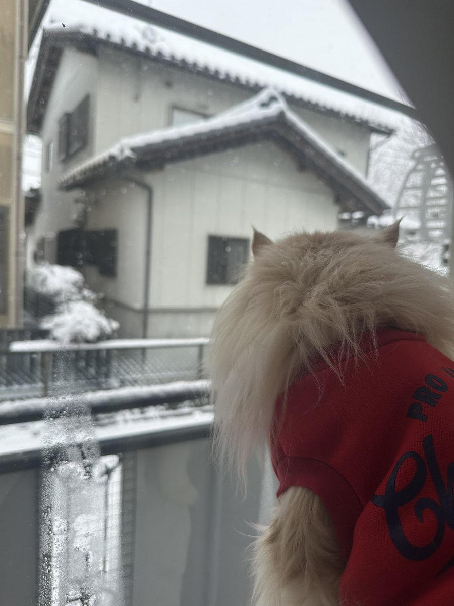 世の中真っ白ですニャ🐱