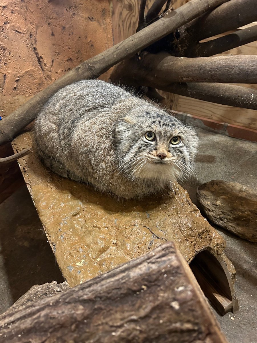 saitamazoo_tw's tweet photo. おはようございます。2月22日土曜日です。
今日はにゃんの日？

#ネコの日 
#スナネコ #sandcat
#マヌルネコ #pallasscat https://t.co/Ly76WNh9CX