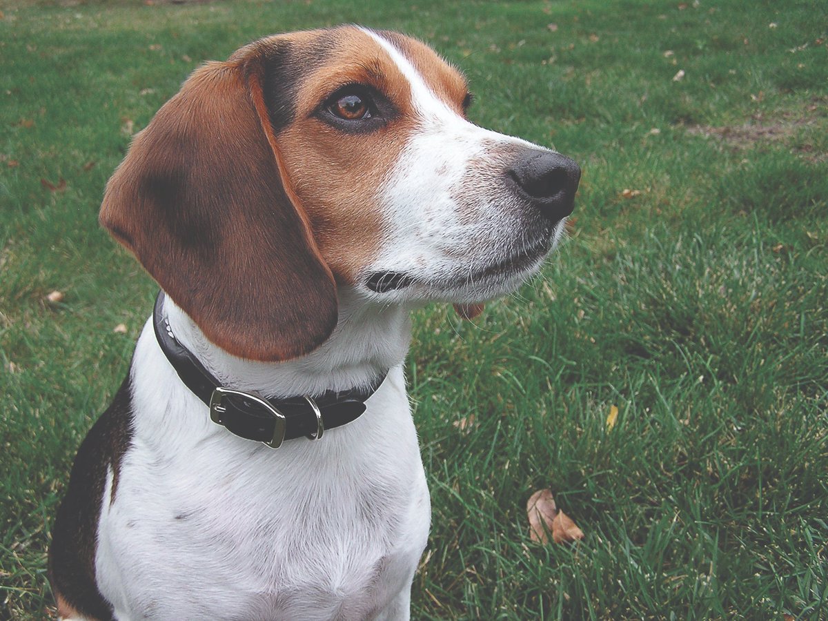 Looking for a fur-friendly, stylish, &amp; comfy collar? Round Leather Collar (rolled collar) is handcrafted in the USA to prevent matting, irritation &amp; "winging." Perfect for long-haired &amp; short-haired breeds! Upgrade your pup’s collar today! pin.it/6VPnCKfBJ via @pinterest