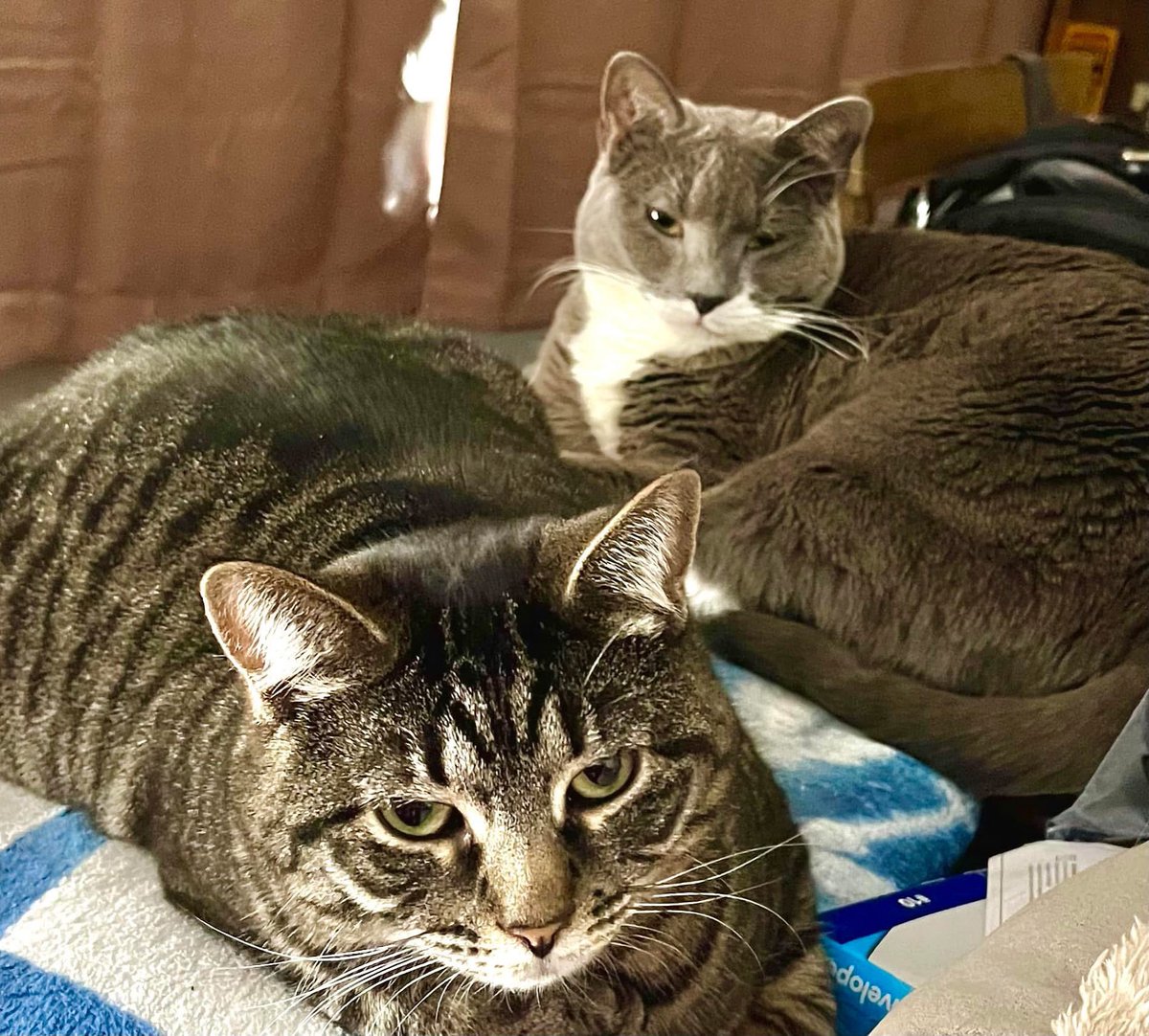 Kevin J. Ryan tweet media