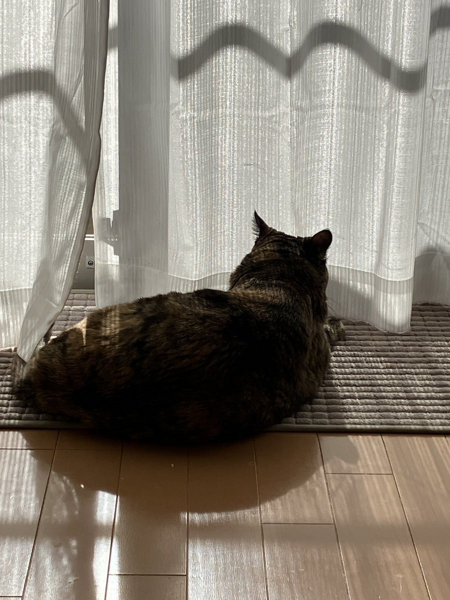 tennatamito's tweet photo. 毎日ありがとうฅ(*´꒳`*ฅ)ꪆﾆｬﾝ

 #猫の日2025 
 #サビ猫はいいぞ https://t.co/TxGst1PH0P