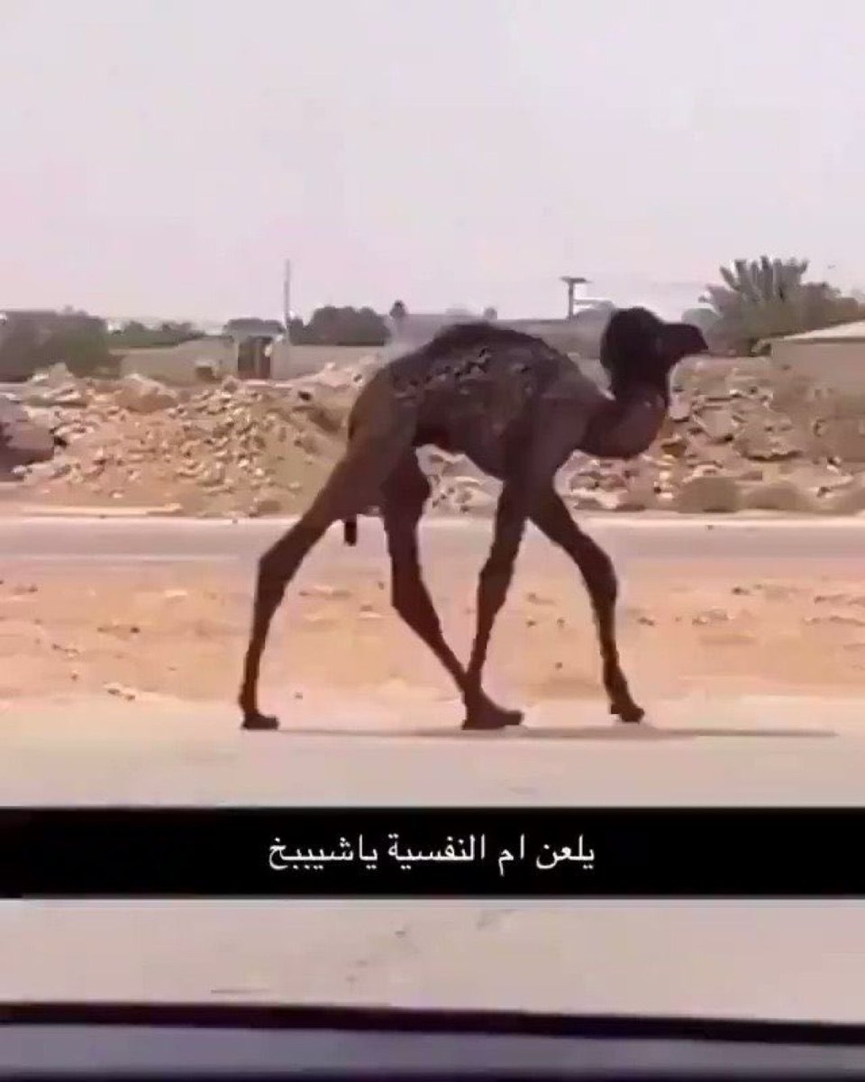 CSHamad0's tweet image. 