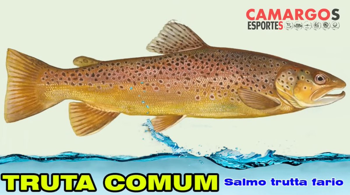 sou apenas um truta comum