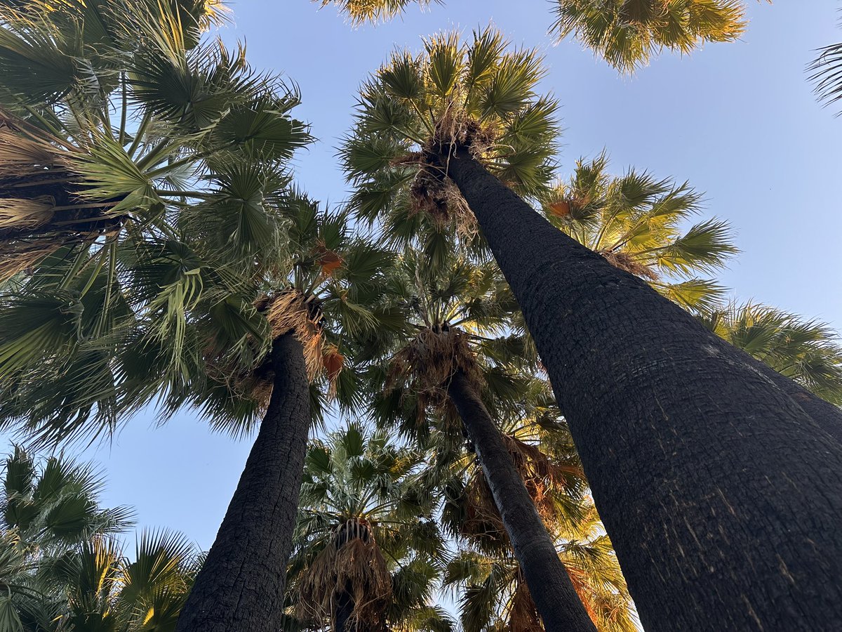 RSFireNerd's tweet photo. ๐ฅ๐ด In Oct 2024, I observed the 75+ palm trees that burned during the Sep 28, 2022 lightning-caused wildfire in Agua Caliente Park (Tucson, AZ). The park did a great job with restoration in those 2 years since the fire.
Check out the burn patterns on the trees. #FireScarFriday https://t.co/XHOPre9YYd