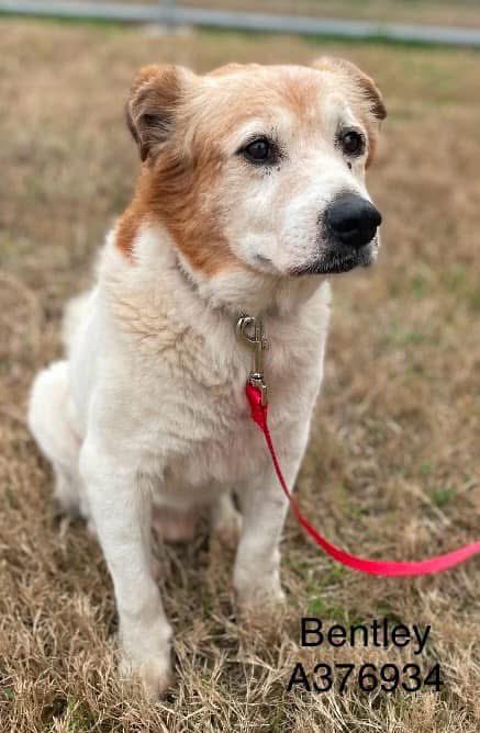 moo2n's tweet photo. BENTLEY #A376834 A handsome 12 years boy that doesn’t look his age and is young at heart Very well behaved healthy and friendly but fearful at times in need of love and care if not rescued he will die in 2/24/25 noon at a Corpus Christi kill Shelter  #Adopt #Foster #Pledge https://t.co/q7Mk0TIqUB