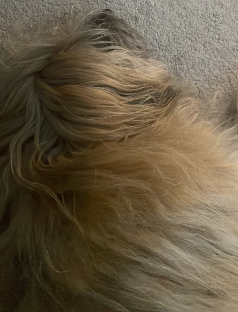 Guys, I’ve been out of it since my sedation for my scan. Mam said I’m looking like I’m seeing ghosts! Anyway my stones are embedded into my bladder wall. Infection is still there. Vet lady said I’m a very complex boy 🥰 mam said I’m a very expensive one but loves me 🤣 #dogsofx