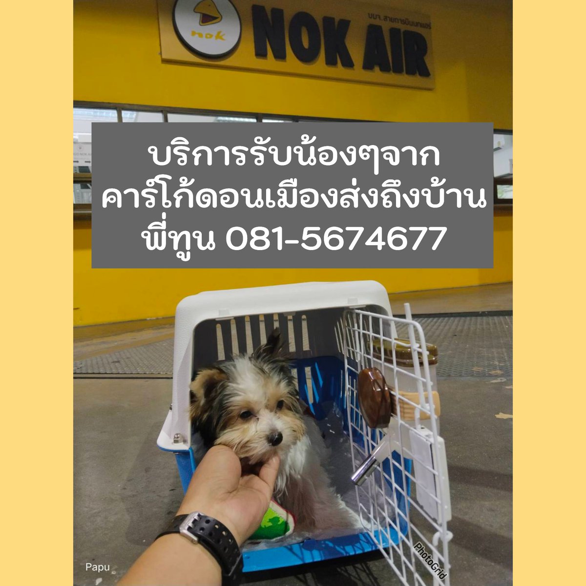 PetTaxiTH's tweet photo. เช็ครีวิวจากลูกค้า: https://t.co/ATpcO5sLWJ

#เราดูแลสัตว์เลี้ยงของคุณเหมือนของเรา
Tel: 0815674677   Line: @PetTaxi 
Line : https://t.co/24jC0vbNxy

#PetTaxi #รถรับส่งสัตว์เลี้ยง #ส่งสัตว์เลี้ยง #รับส่งหมา #ส่งสัตว์เลี้ยงทางเครื่องบิน #รับส่งแมว #คาร์โก้นกแอร์ #พาหมาไปหาหมอ https://t.co/ftr3GTWMeJ