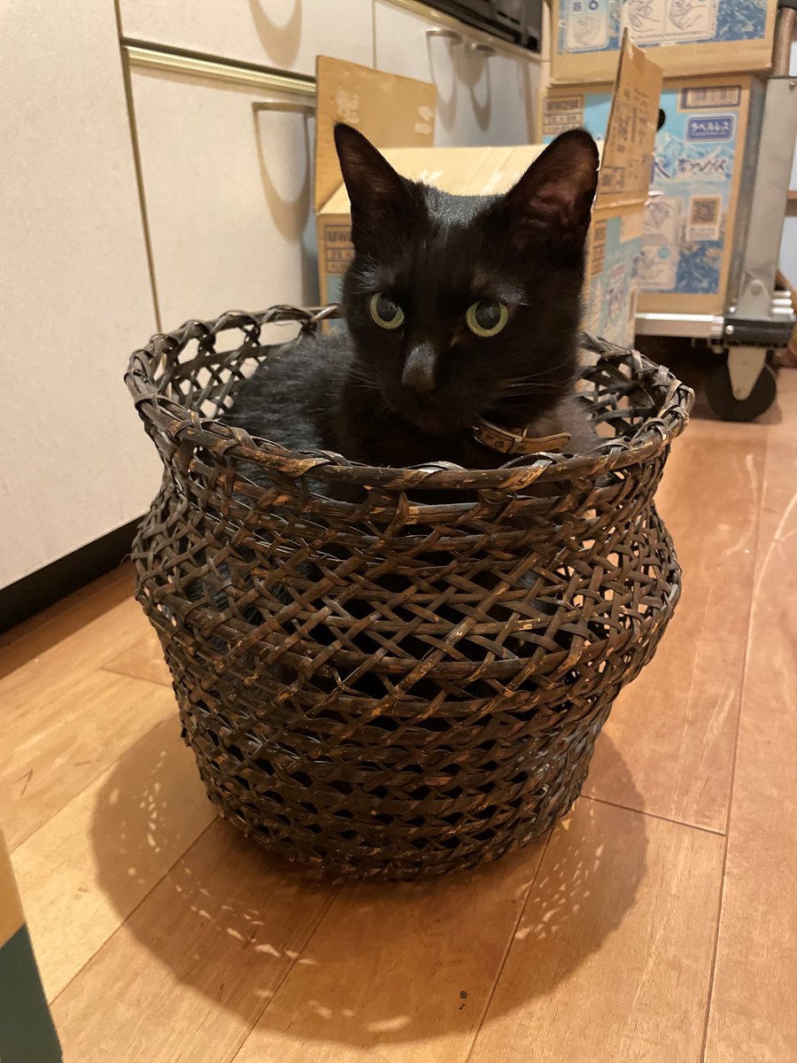 nekozuki（ねこずき）猫用品の販売