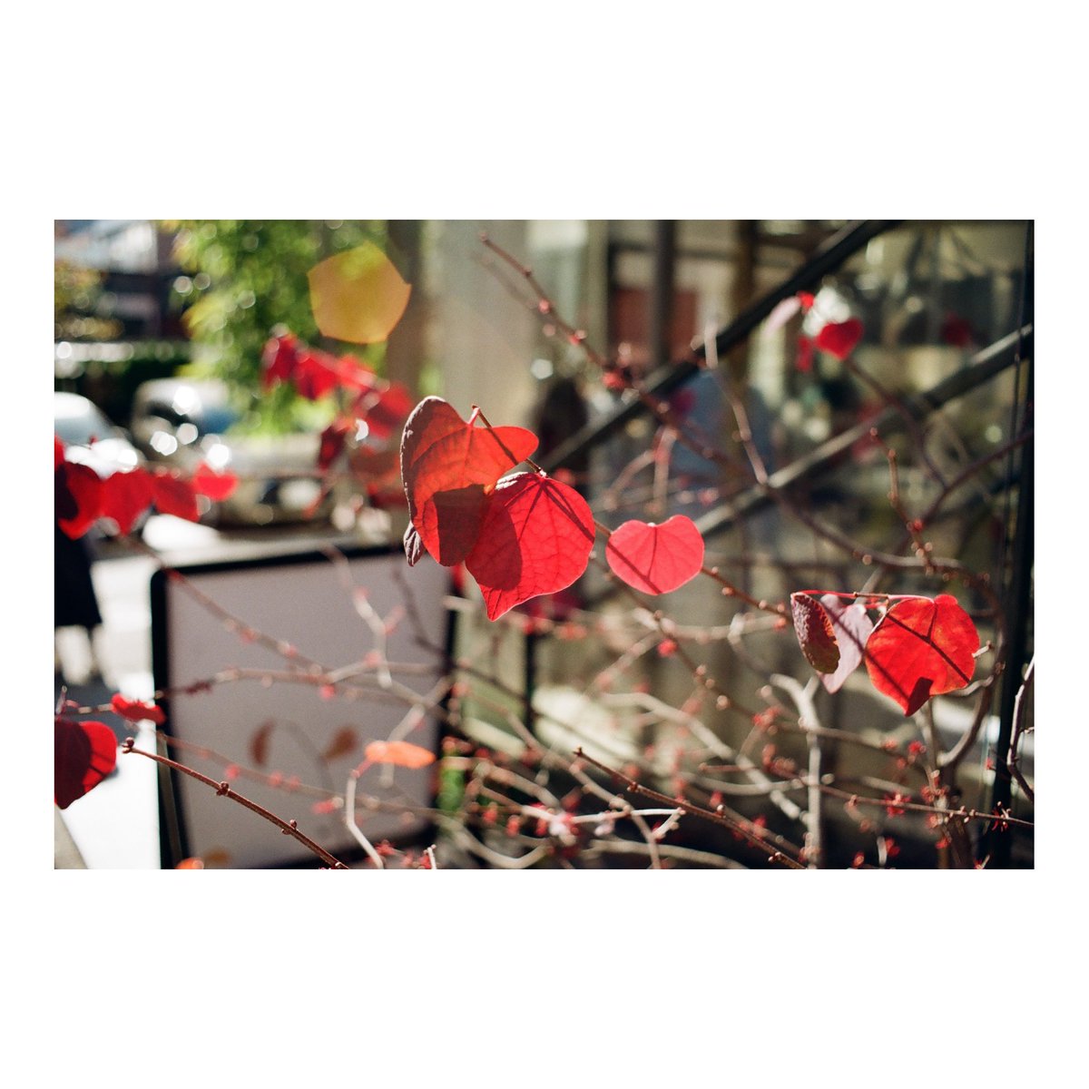 LeoPatriarchXIV's tweet image. 📷:ASAHI PENTAX SP
🔍:Super-Takumar 35mm F2
🎞:Kodak GOLD200

#PENTAX
#pentaxsp
#spotmatic
#takumar
#pentaxian
#filmphotography
#filmcamera
#ishootfilm
#filmisnotdead
#filmisalive
#itstimeforfilm
#filmcamera
#フィルムカメラ
#フィルム写真普及委員会
#フィルムに魅せられて
#leopfilm