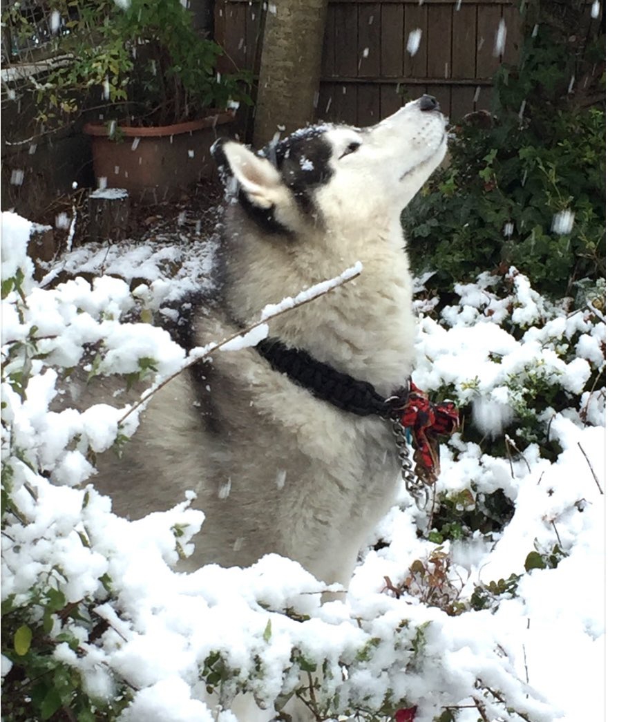 これを待ってたぜ❄️
byバルト
#シベリアンハスキー