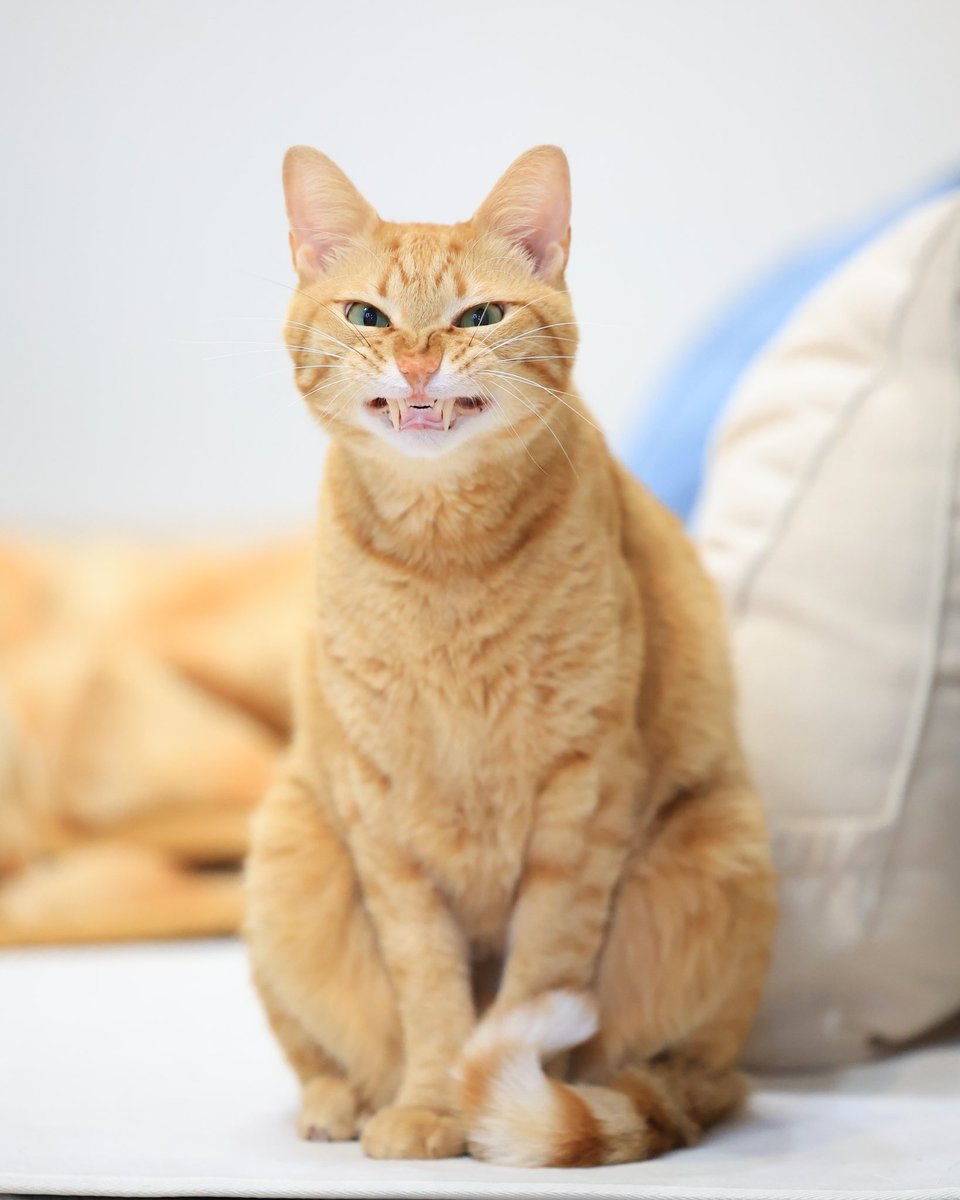 茶トラ猫のみゃお🐾 (@chatoranomyao) / Posts / X