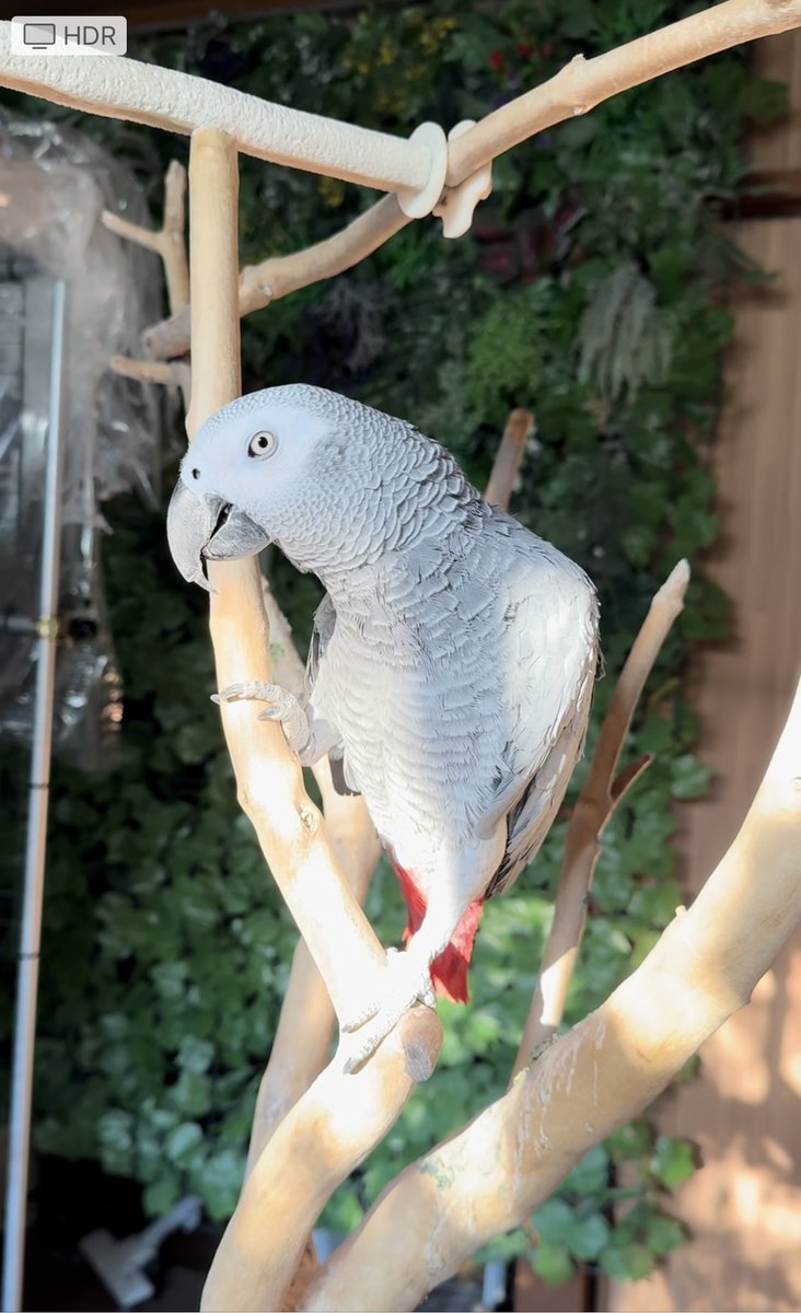 【おしゃべりインコ】放鳥中のパトちゃんを覗いてみた！#africangrayparrot #鳥屋部 youtu.be/DjCy4ci70Ug?si… <a href="/YouTube/">YouTube</a>より
観てもらえたら嬉しいです🐦💕
宜しくお願いします🐦🥹
#YouTube
