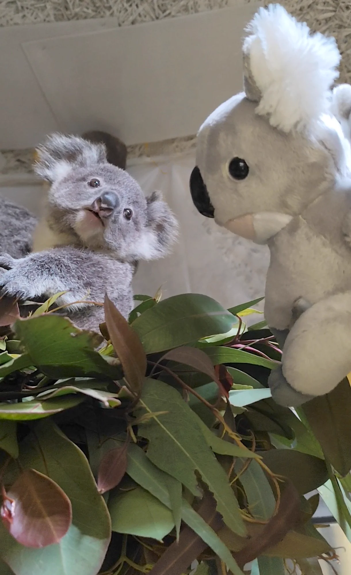 横浜市立金沢動物園【公式】 on X: 