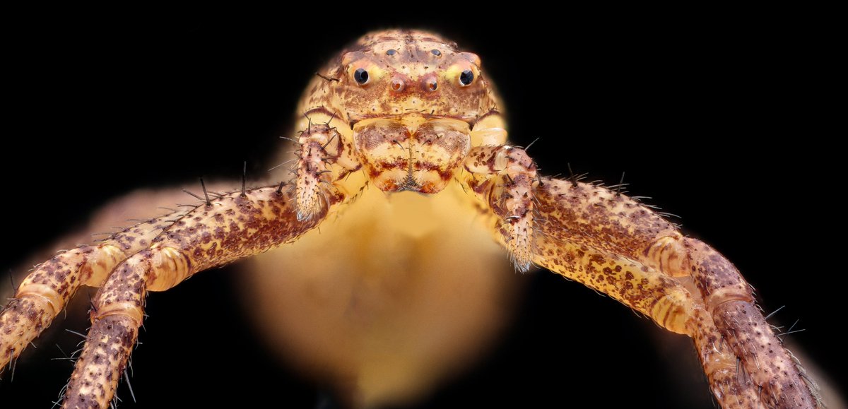 The Duck Spider.  Unsure to say the least which species this might be, but I am calling it the Duck Spider.  Beltsville, Maryland