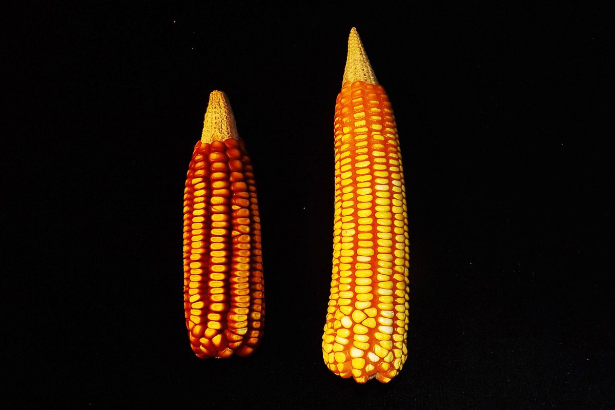Maíz Tepecintle; raza de mazorca cilíndrica cuya particularidad es que sus puntas están descubierta de grano. 
Se cultiva en zonas de laderas y de ahí deriva su nombre. Tepe- cerro o ladera, Cintle- maíz; “Maíz de cerro” 🌽👇🏾