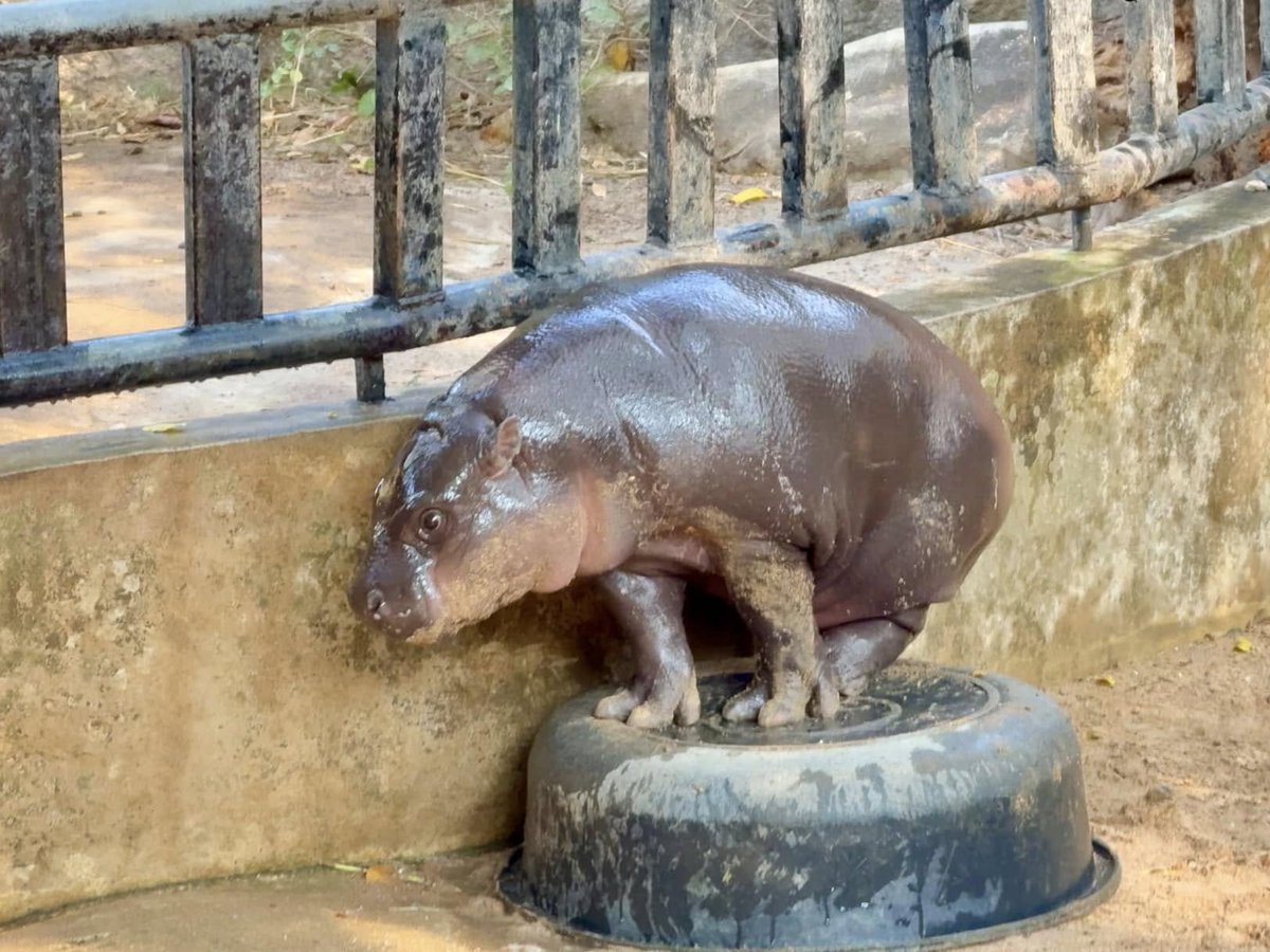 KhaokheowZoo's tweet photo. Moodeng's playing with her best friend

#moodeng #khaokhewzoo https://t.co/hsE9npyFfU