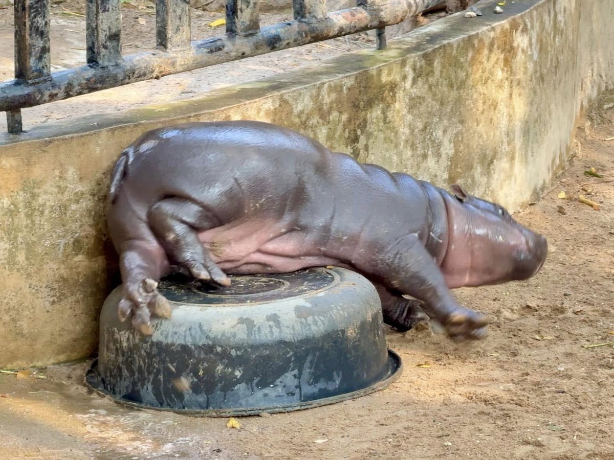 Moodeng's playing with her best friend

#moodeng #khaokhewzoo