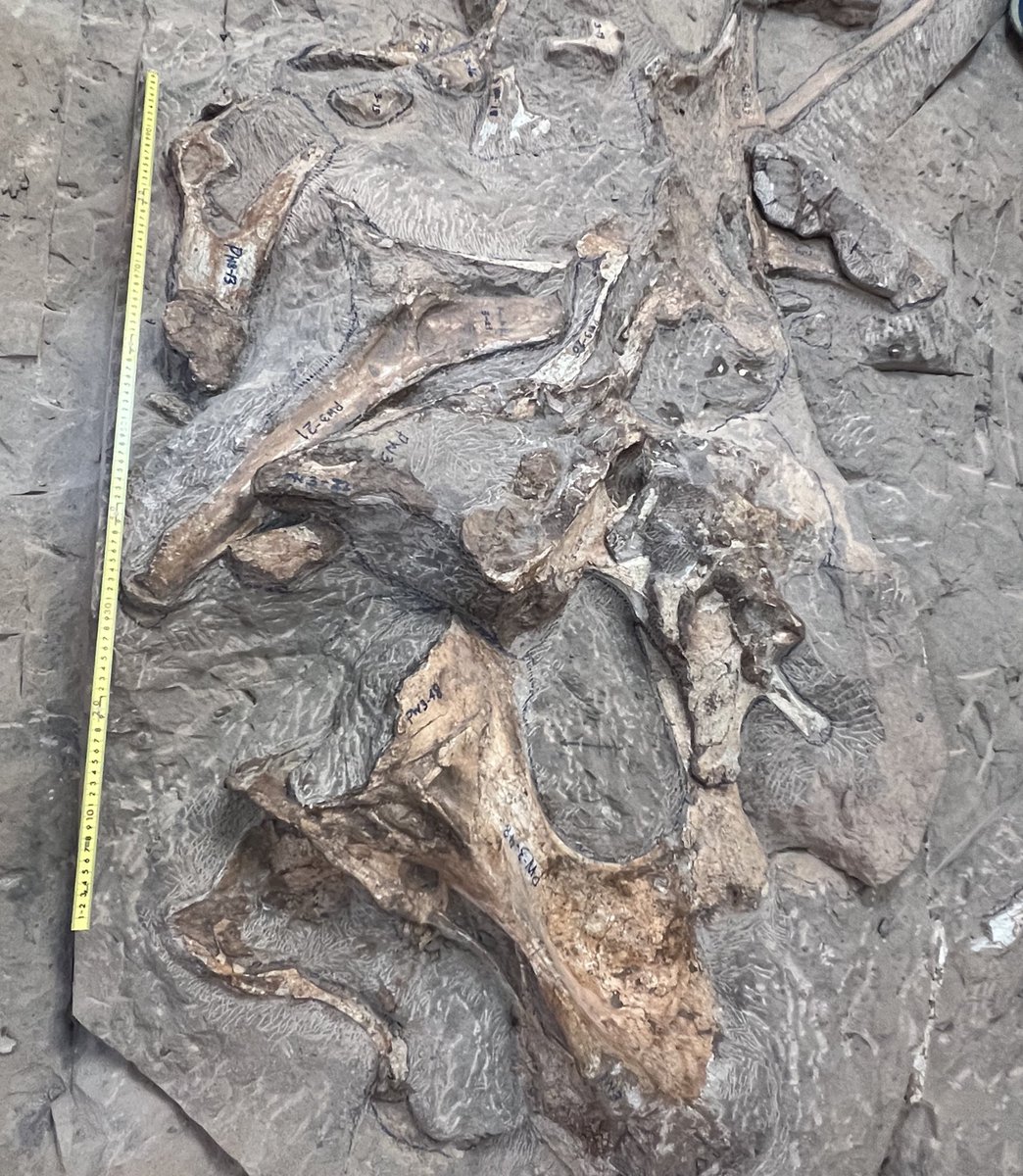 もろちゅー (@geo_fossamagna) / Posts / X