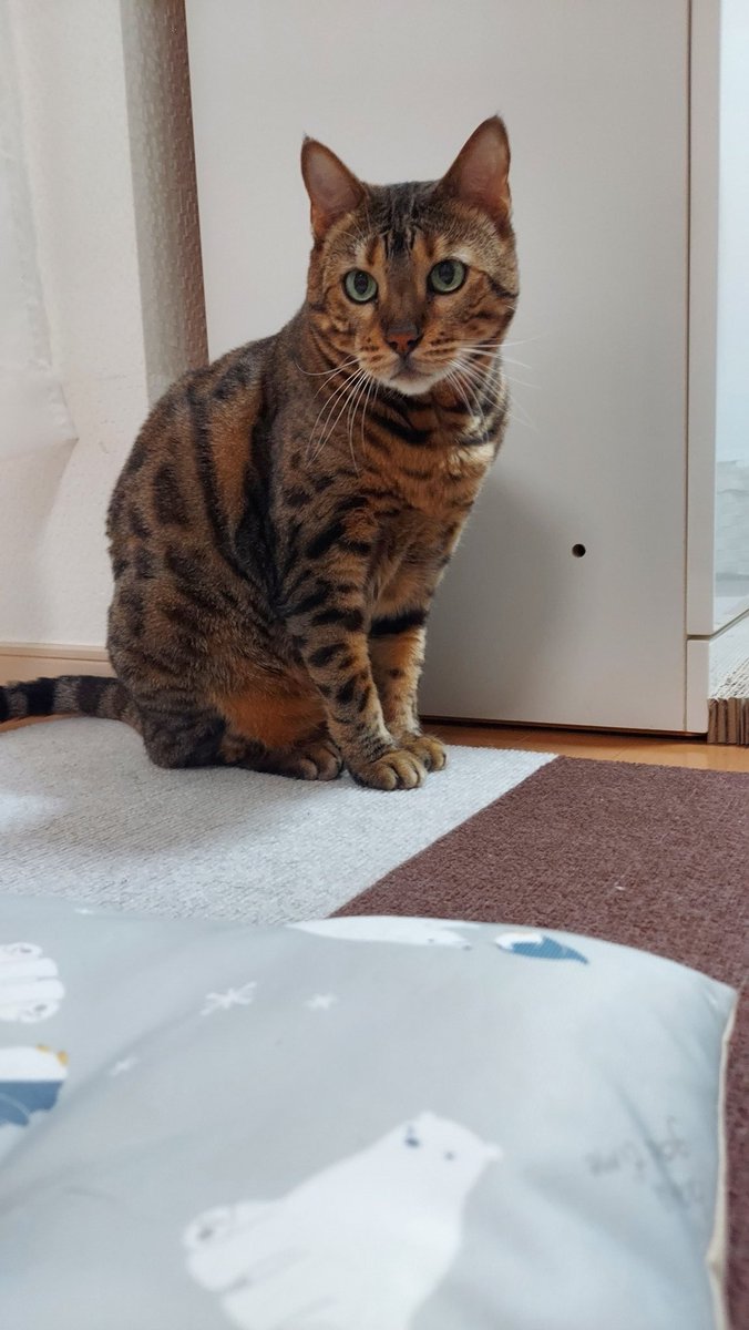 isonokenotami's tweet photo. 猫の日なので…
ただただ可愛い❤️
握手会開催🤝
ご開帳シリーズw
膝の上でもパッカーン＼(^-^)／ https://t.co/60b6xbxxbL