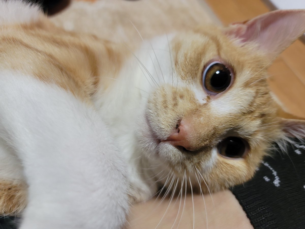 GALAXY_yoge's tweet photo. #猫のいる暮らし 
#猫のいる幸せ https://t.co/SGl4exedk7