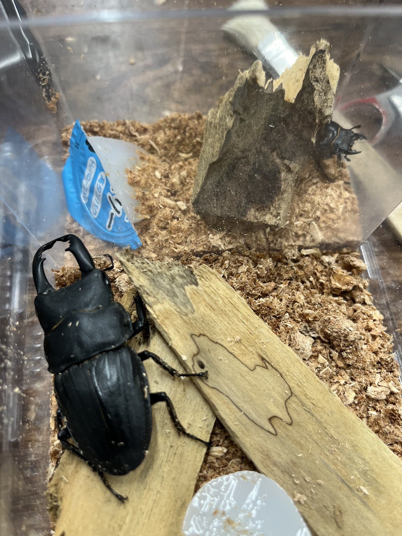 昆虫ショップBIG BEETLE (@BigBeetle10) / X