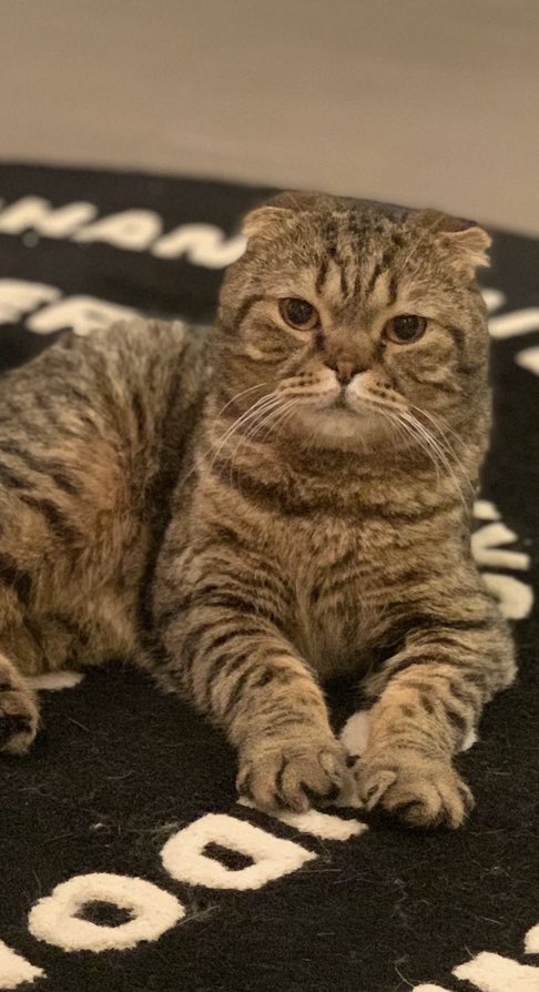 baasbooosah's tweet photo. @RiyadhCats و انزو كلهم انقذتهم و عالجتهم و اتبنيتهم و لو حابين تشوفوهم دايماً تابعوني عالتيك توك https://t.co/BLtwNugMtN