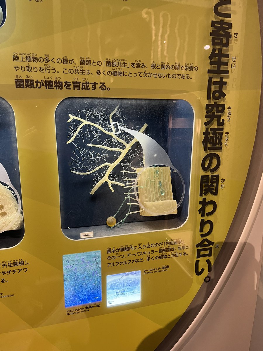 rkabikabe's tweet photo. 科博に来たらとりあえずアーバスキュラー菌根の模型に会いにいく https://t.co/Y1oFX9pgcO