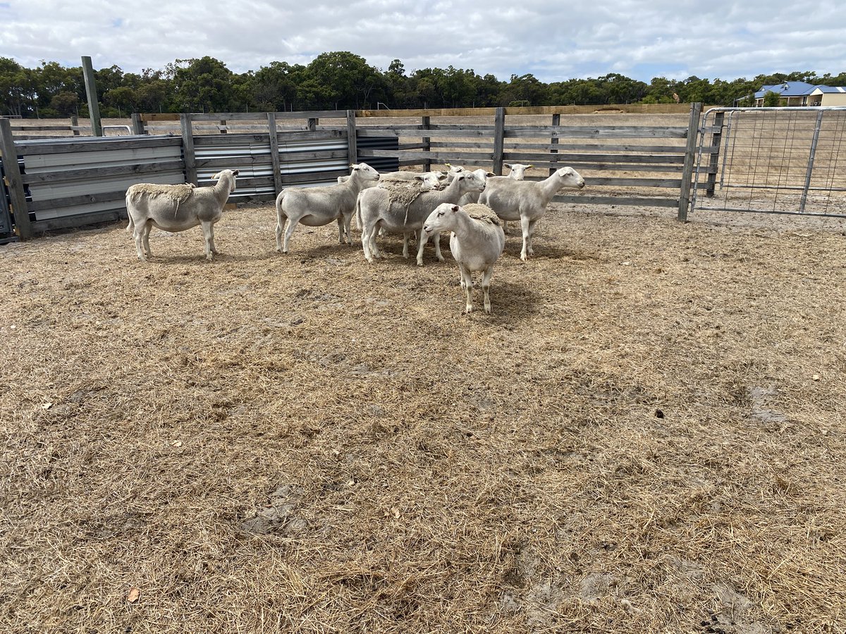 1st photo 14th October 2024 versus 2nd photo 22nd Feb 2025 🌾 Sheep drafted today to seperate them from the rams and put back out to pasture. Fingers crossed for lambs in June 🐏 #ultrawhitesheep