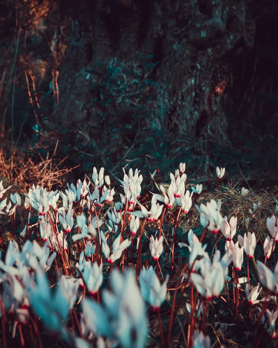 🌸 As spring approaches, Cyprus is painted with the delicate beauty of cyclamens! These wild gems thrive on rocky slopes, shady forests, and hidden streambanks, adding a touch of magic to the landscape. 💛🌿
Read more here: bit.ly/4bfLQE7
📷 IG poliviou_polis