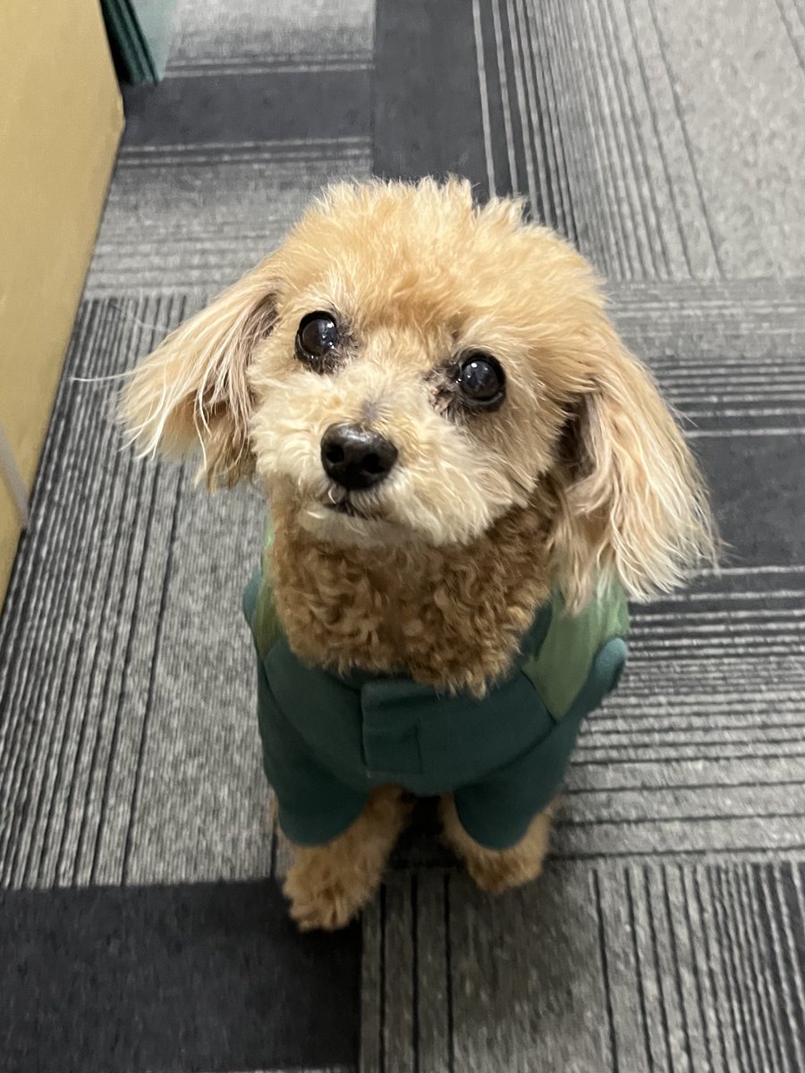 mocha2382's tweet photo. 相変わらずコロっとしていてて可愛いうちの子💖🐾 https://t.co/QJUzmqn4sd