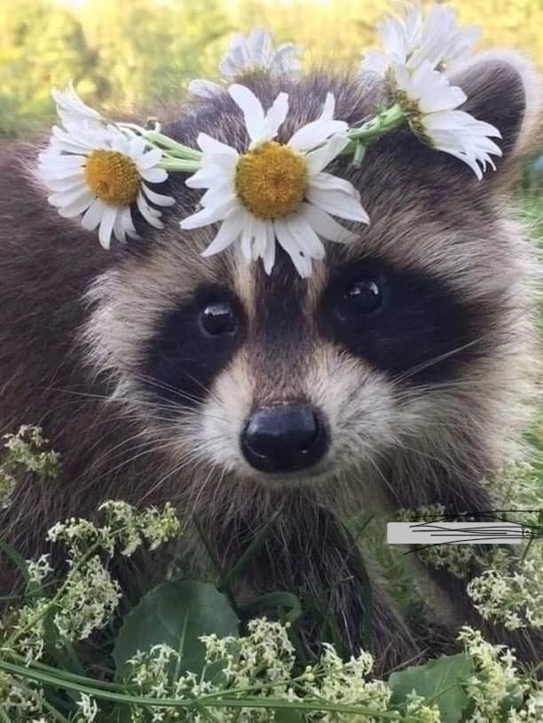 Anyone else love raccoons just as much as me :3?