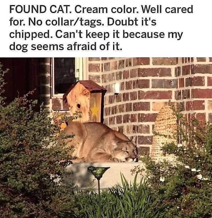 kmmeurer's tweet image. #Caturday