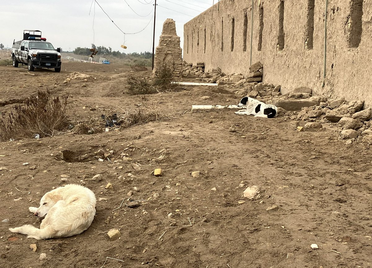 Another damp and chilly #Nippur day. Even our canine protection team has given up and prefers to lie in the dirt.