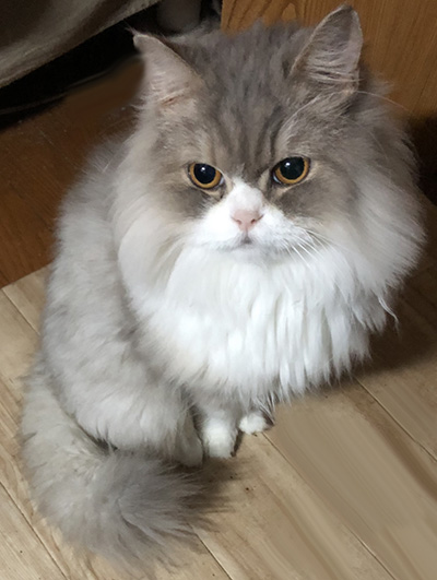 kosadaya's tweet photo. #猫の日 ってことで我が愛🐈を。
#猫の日2025 https://t.co/zdrRhGSvHh