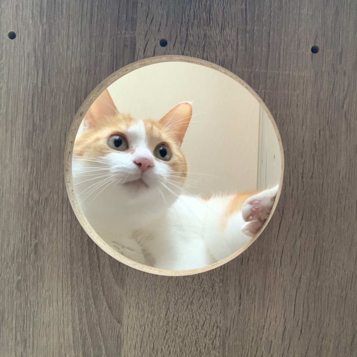 stripe_design's tweet photo. 今日は猫の日♡
いつも幸せをありがとう♪
#猫の日 https://t.co/qR0oJk2cXG